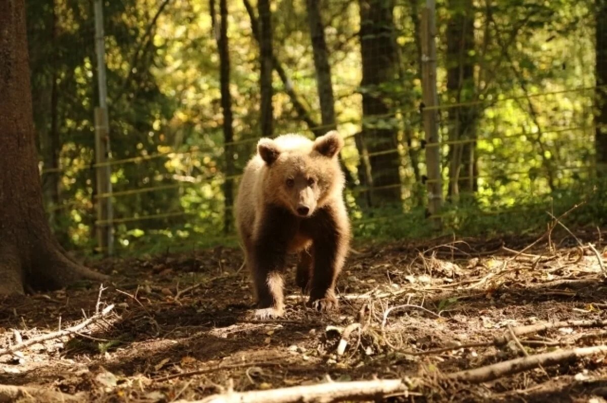    Стало известно, как живёт спасённая в Прикамье медведица-сирота Кама