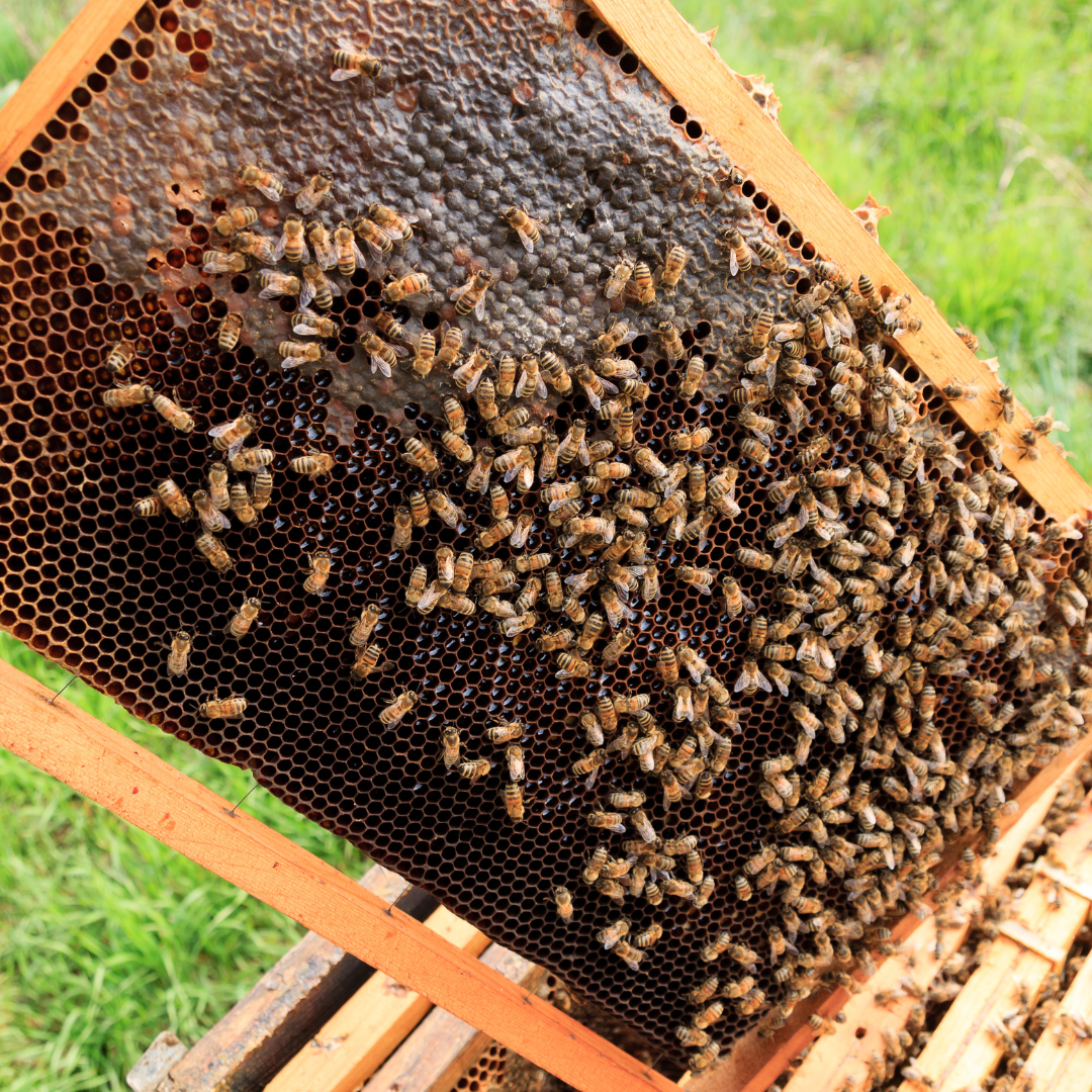 Многие начинающие пчеловоды или просто любители природы часто сталкиваются с ложными представлениями о пчёлах. Как человек, увлечённый пчеловодством, хочу развеять самые популярные мифы:

1️⃣ Все пчёлы обязательно жалят
На самом деле, пчёлы жалят только в оборонительных целях. Если не тревожить их и не вмешиваться в жизнь улья, они спокойно летают и занимаются своим делом.

2️⃣ Мёд — только для сладкоежек
Мёд не просто лакомство. Он полезен для здоровья, укрепляет иммунитет, помогает при простуде и даже используется в косметологии.

3️⃣ Пчёлы живут только летом
На самом деле, пчёлы живут круглый год! Зимой они сбиваются в клубок, греют друг друга и расходуют запасы мёда.

4️⃣ Все летающие возле цветов насекомые — пчёлы
Это не так. Многие путают пчёл, ос, шмелей и даже некоторых мух. Однако роль насекомых в природе и их поведение различаются.

5️⃣ Пасека всегда даёт много мёда
На количество мёда влияет много факторов: погодные условия, наличие растений-медоносов, здоровье пчёл и опыт пчеловода. Бывают и неурожайные годы, когда мёда совсем немного.

🐝 А вы сталкивались с похожими заблуждениями?
Может быть, слышали какие-то другие мифы о пчёлах? Делитесь своим мнением или задавайте вопросы в комментариях — с радостью отвечу!