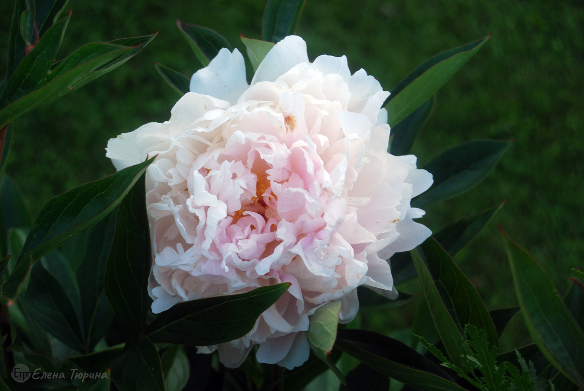 Фото: Елены Тюриной. Пион. Июнь. 2025 г.