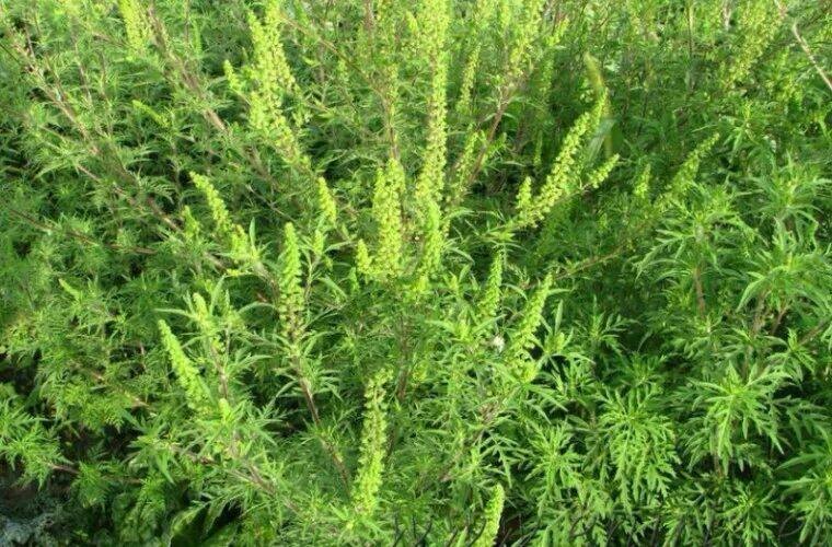    Фото: Россельхозцентр по Ростовской области Веселовские вести