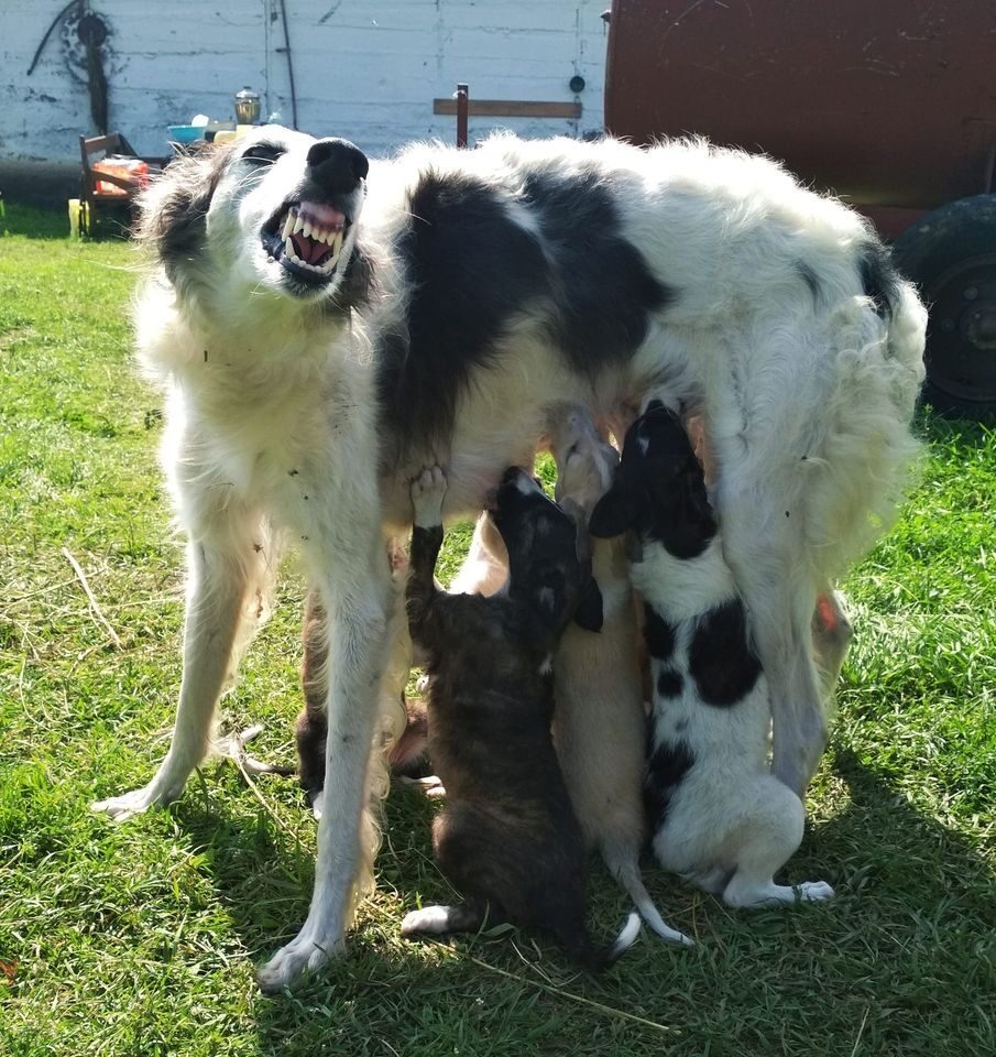 Халвушкина мама Сказка.  И маленькая халвуша.