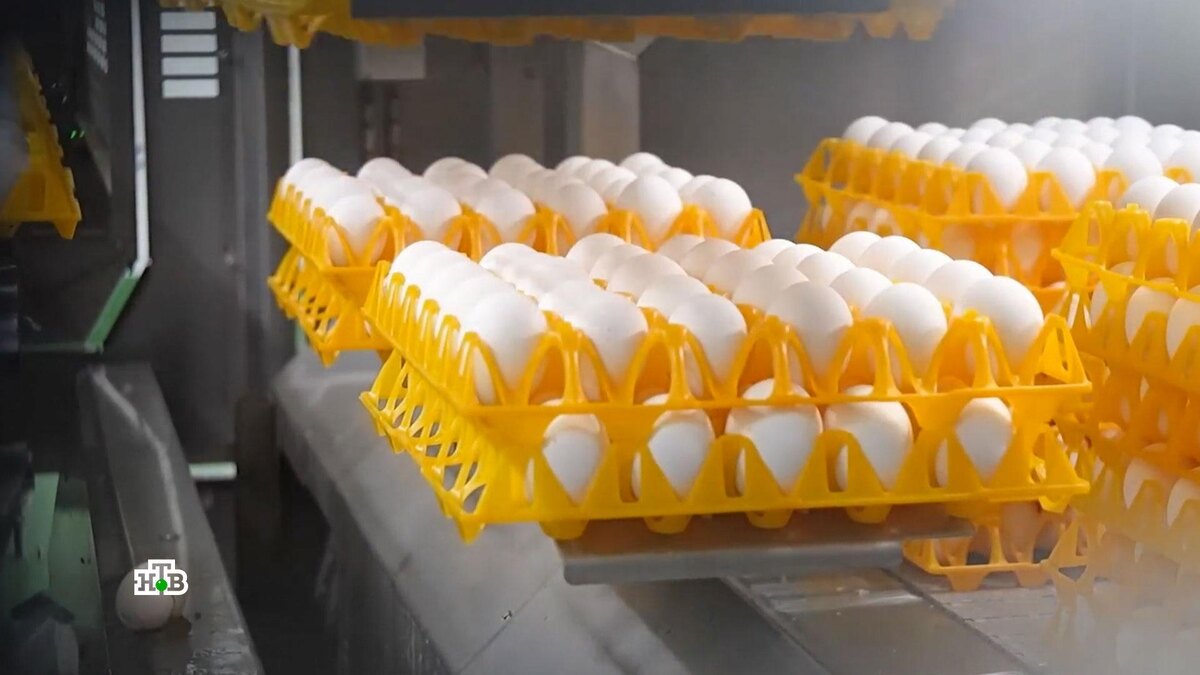    «Это безумие»: жители США устраивают в супермаркетах драки за яйца