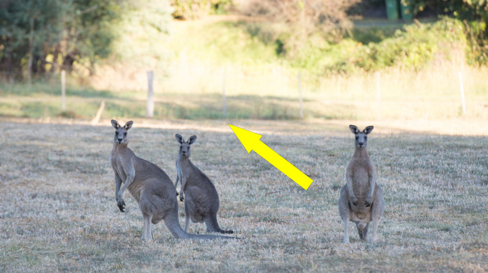   Почему кенгуру топят собак и что стоит за этим странным феноменом