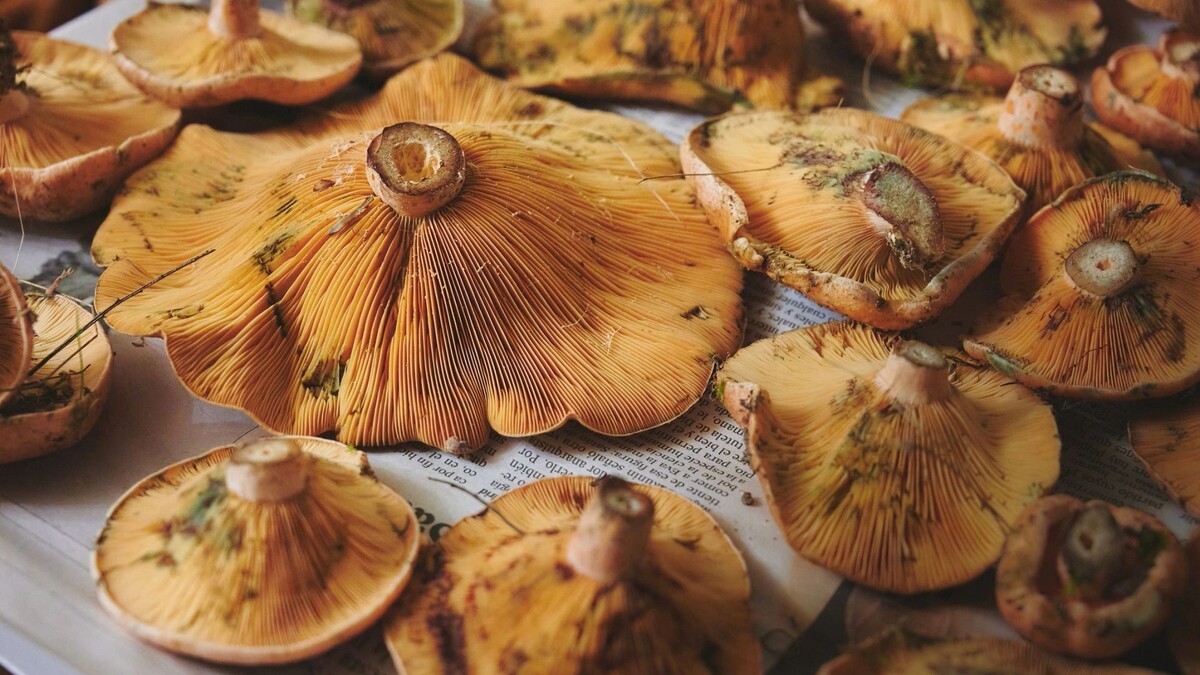    Рыжики не бывают ядовитыми. Фото: Itxu / Shutterstock / Fotodom