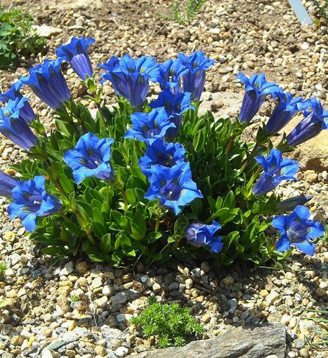 Фото горечавки из интернета.