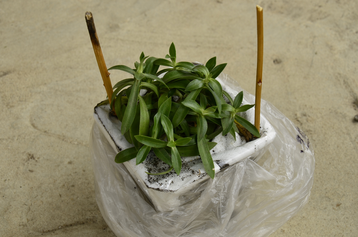 Горечавка бесстебельная