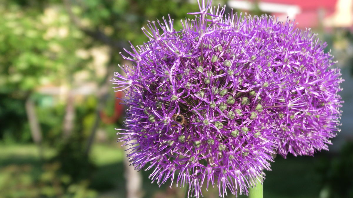 Соцветие лука Анзур. Фото из личного архива