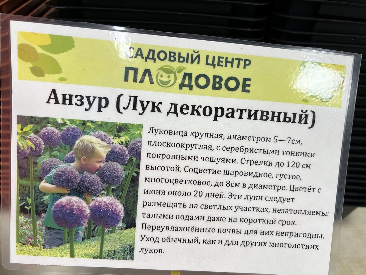 Фото автора, сделано в садовом центре