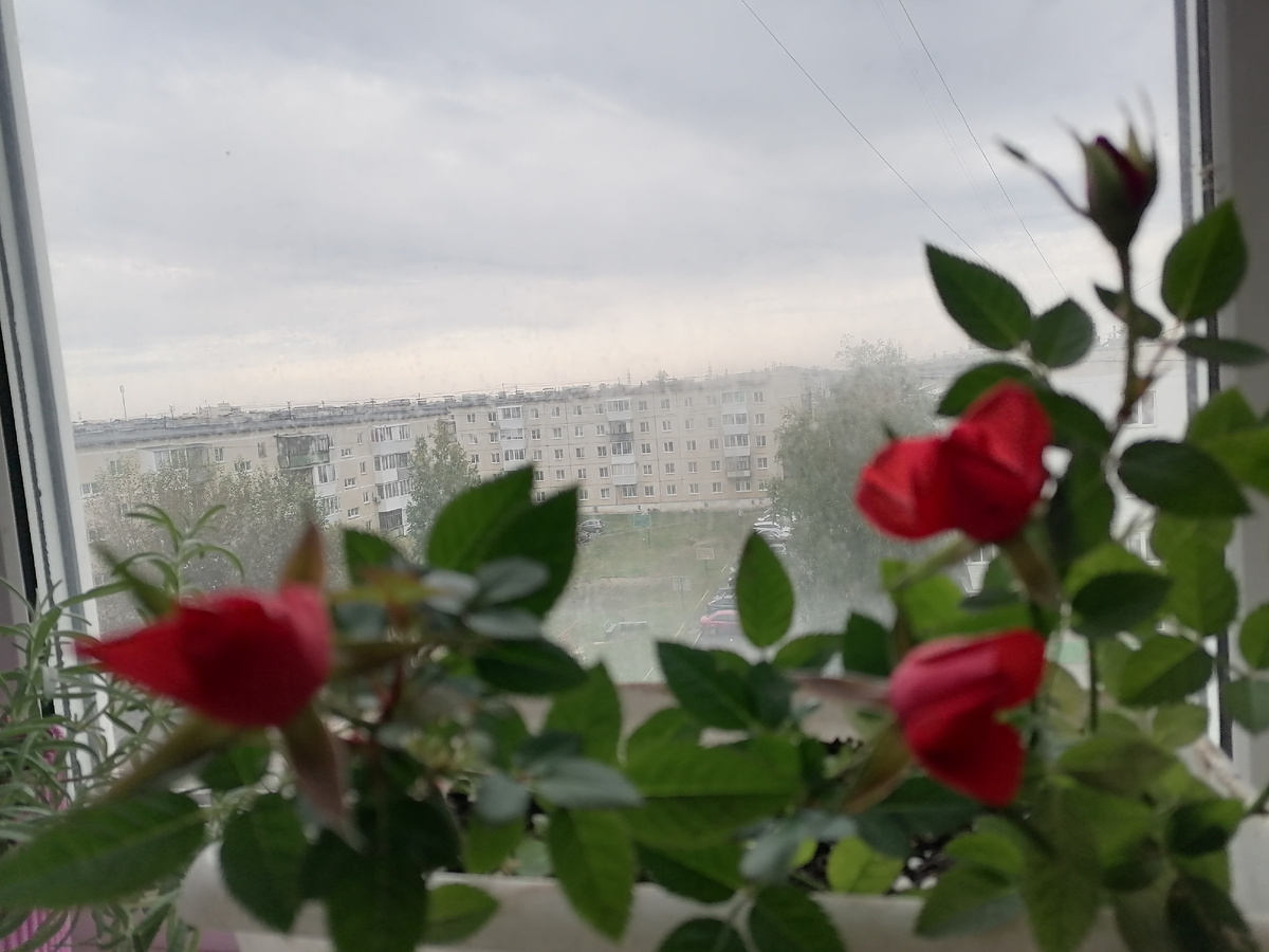 Розы Кордана 