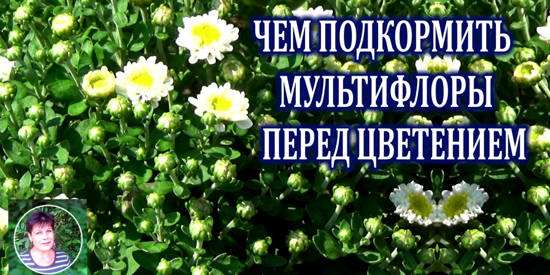 Как правильно кормить мультифлоры Какие удобрения и почему именно их я применяю