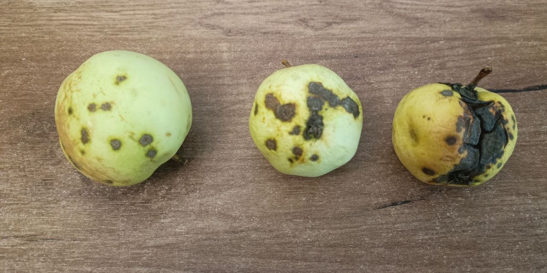 Если осенью не разобраться с паршой, урожая можно не ждать