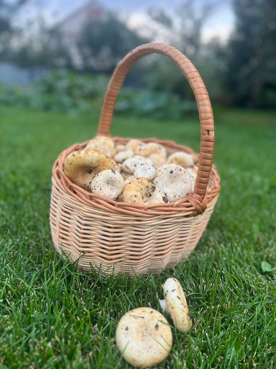 Осенние зарисовки 🍂