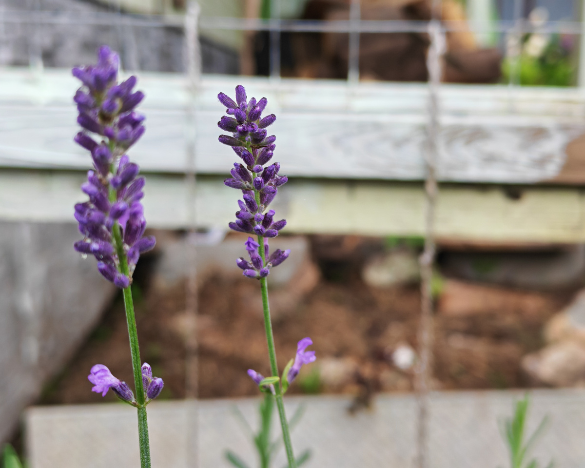 Соцветия лаванды можно добавлять в чай. 
