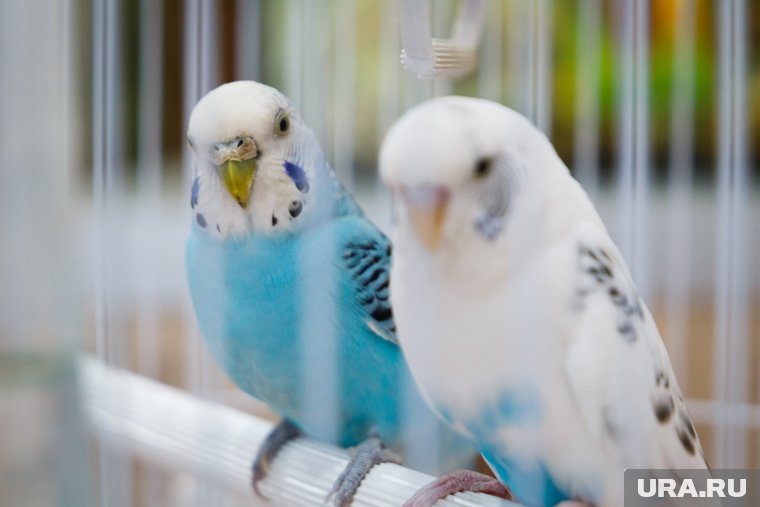    Ростовские выставки попугаев и кошек в Челябинске стали легальными