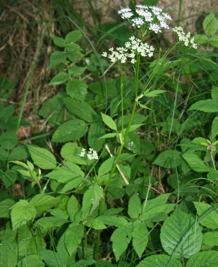 Растение сныть (Aegopodium podagraria) широко применяется для выживания благодаря своим пищевым и лечебным свойствам. В пищу используют молодые листья, черешки и побеги сныти, которые можно есть в сыром виде, тушить, жарить, варить супы с ними, добавлять в салаты, квасить и мариновать. Такая зелень богата витаминами А, С, Е, а также минералами и растительным белком, что делает ее ценным источником питания в условиях выживания.