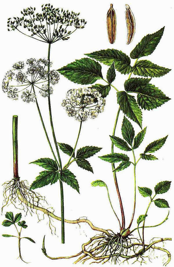 Сныть имеет тройчатые листья с тремя листочками на каждом ответвлении — это надёжный признак. У ядовитых — листья другого строения, стебли часто пурпурные и более грубые