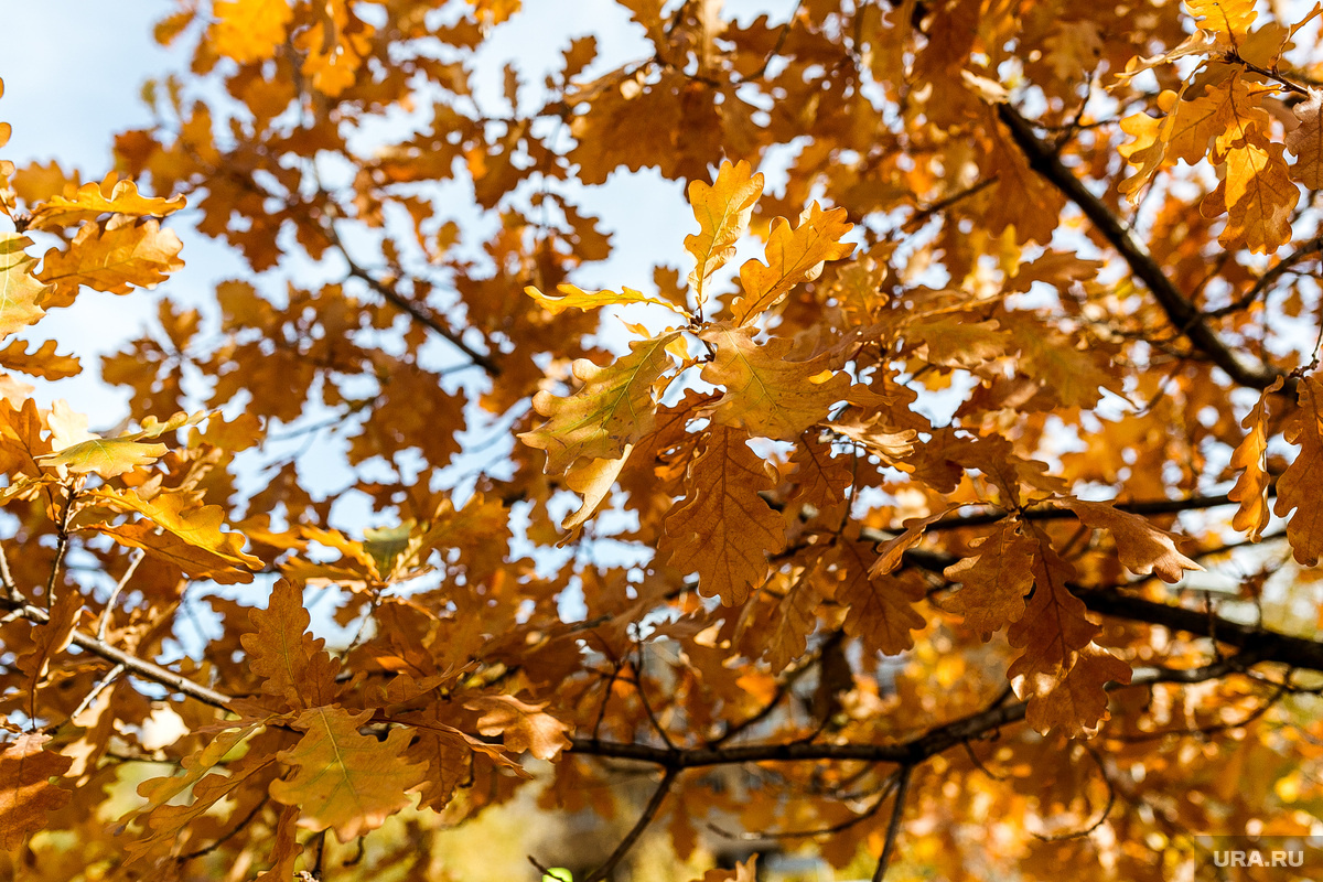 Народные приметы в этот день касались, в том числе, дуба и количества желудей на нем. Фото: Денис Моргунов © URA.RU