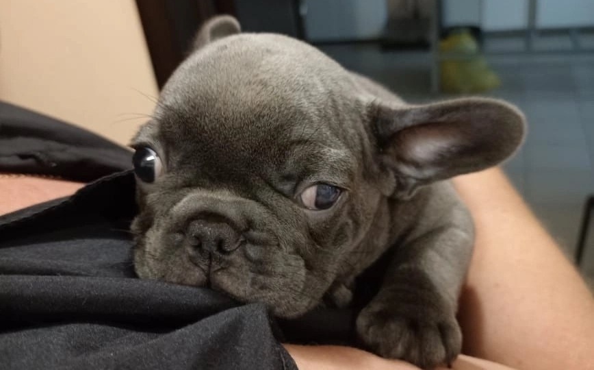 Малыш #Фокстрот@frenchbull_help (дома зовëм Флис Потапыч или Блох, потому что, когда играет, забавно прыгает на всех четырех лапках