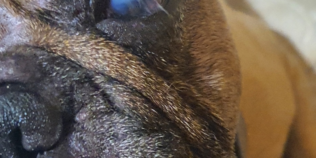 Во вторник #Дона@frenchbull_help приехала в Москву и сразу посетила офтальмолога, т