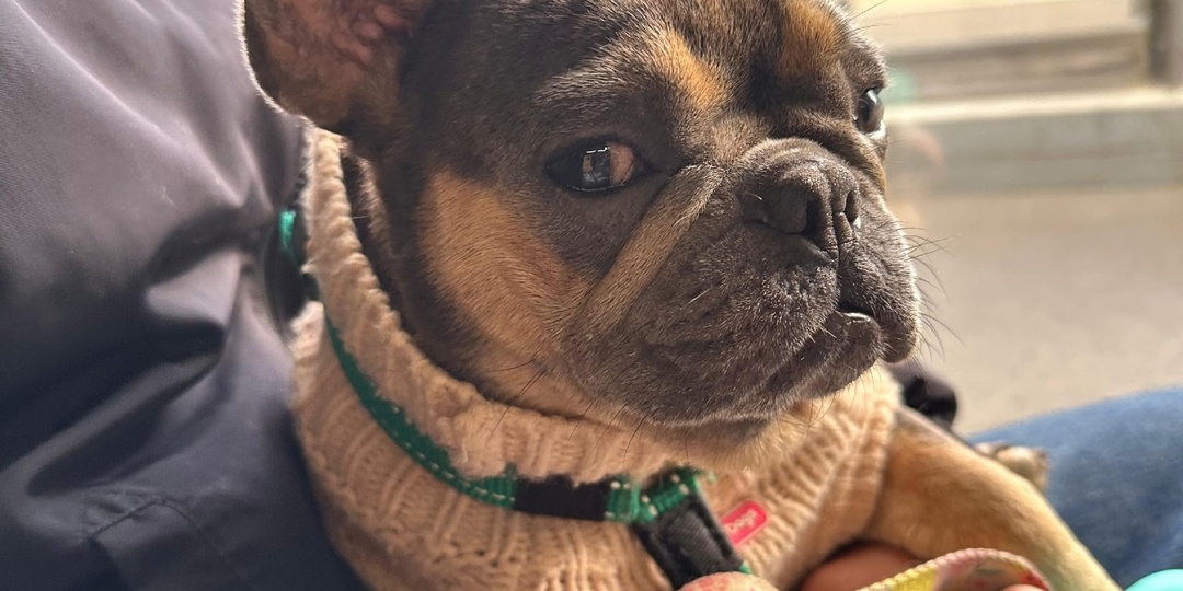 #Кисточка@frenchbull_help