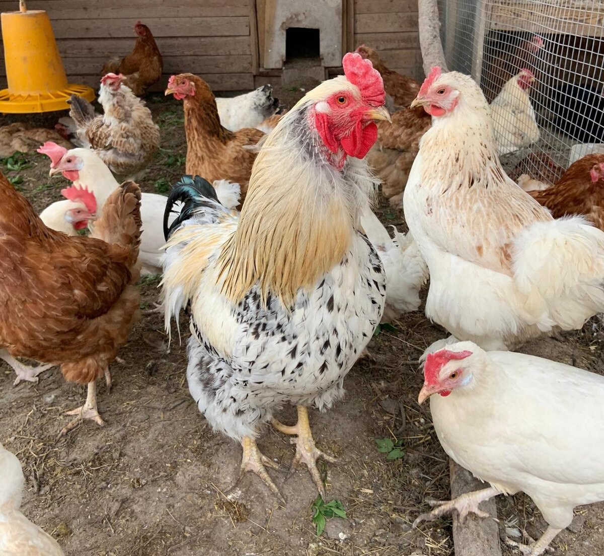 Стихийная торговля законом запрещена