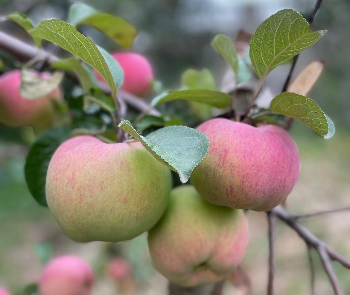 Запрета на торговлю продукцией, которую вы сами вырастили нет, если соблюдены 3 условия