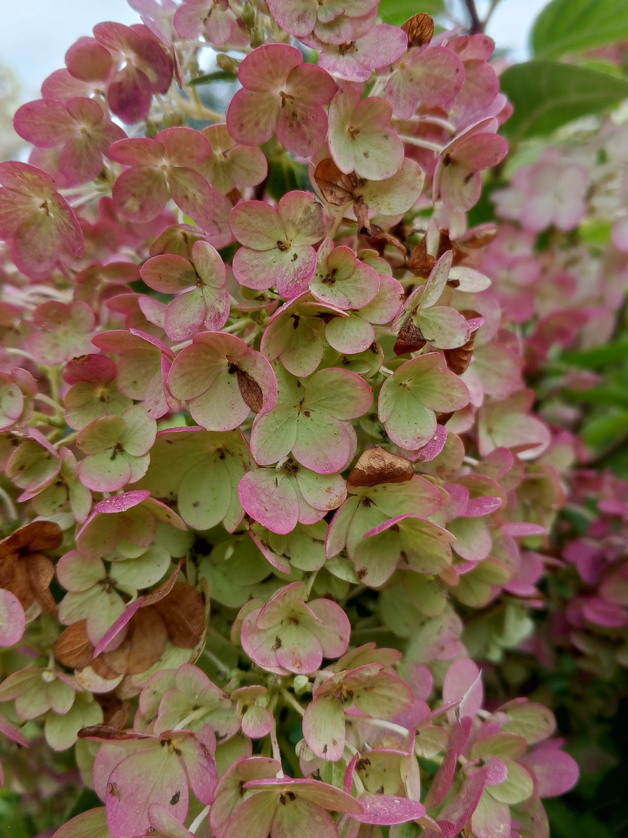 Сандей Фрайз