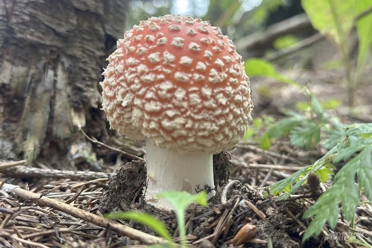    В Саратовской области грибами отравились пять человек