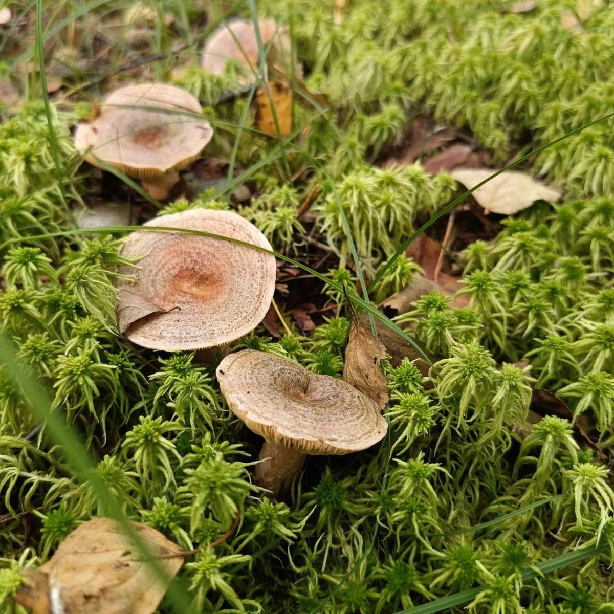Еловые рыжики. 03 сентября 2025. "Я календарь переверну, и снова третье сентября"