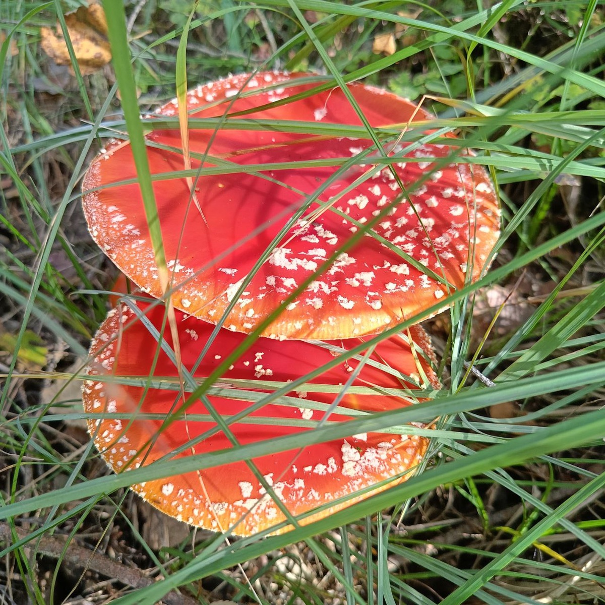 Мухоморы. Хапо-Ойе.  3 сентября 2025: День, когда горят шляпы мухоморов