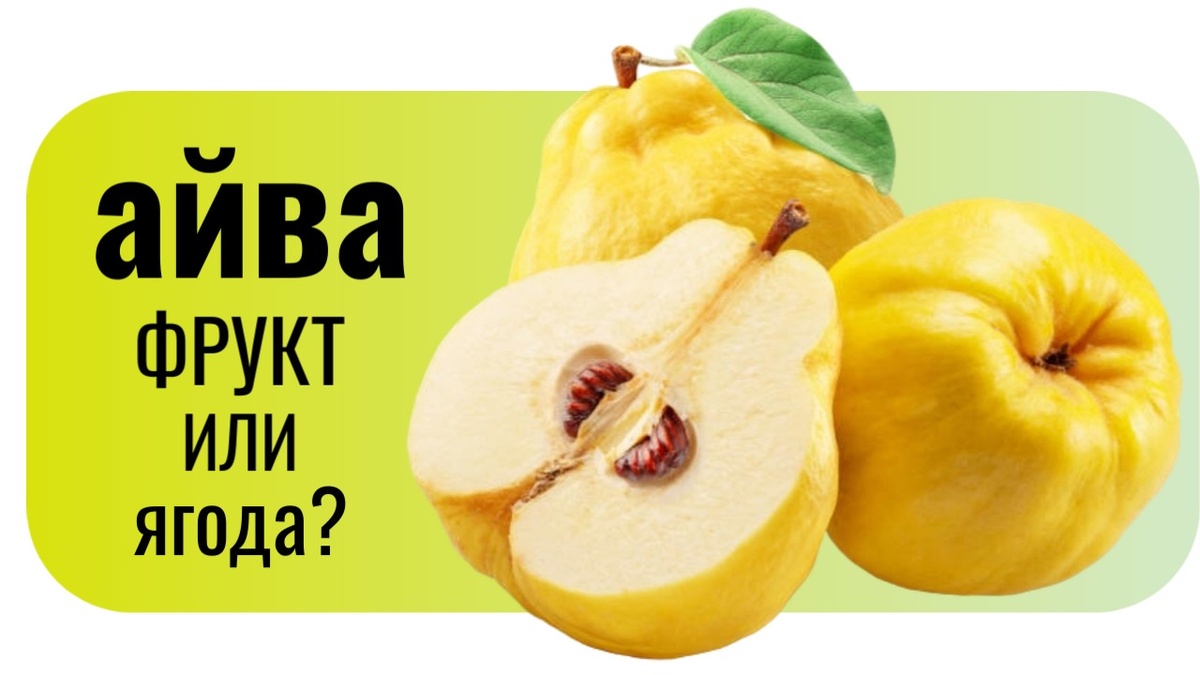 Айва фрукт или ягода.