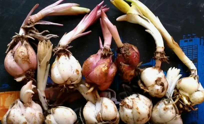 Когда сажать луковицы лилий: лучшие сроки для осени и весны