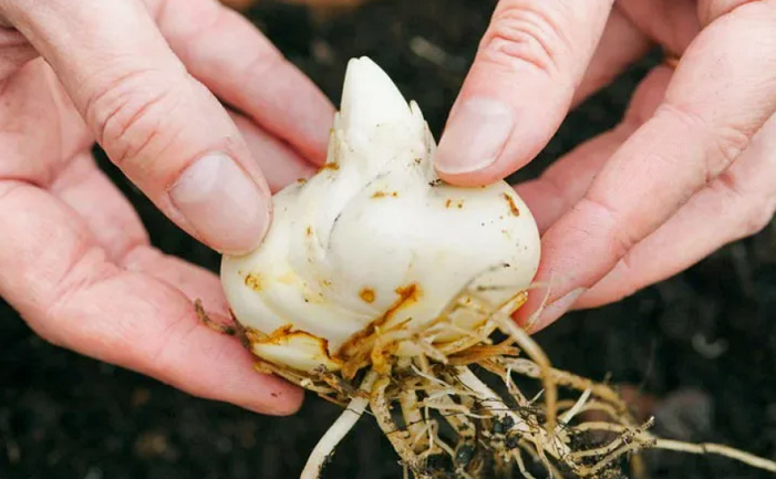 Луковицы лилии для размножения