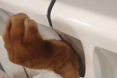    Фото и видео: Спасатели МАСС \ Telegram