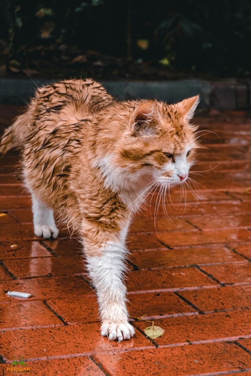 Бездомный мокрый котик
