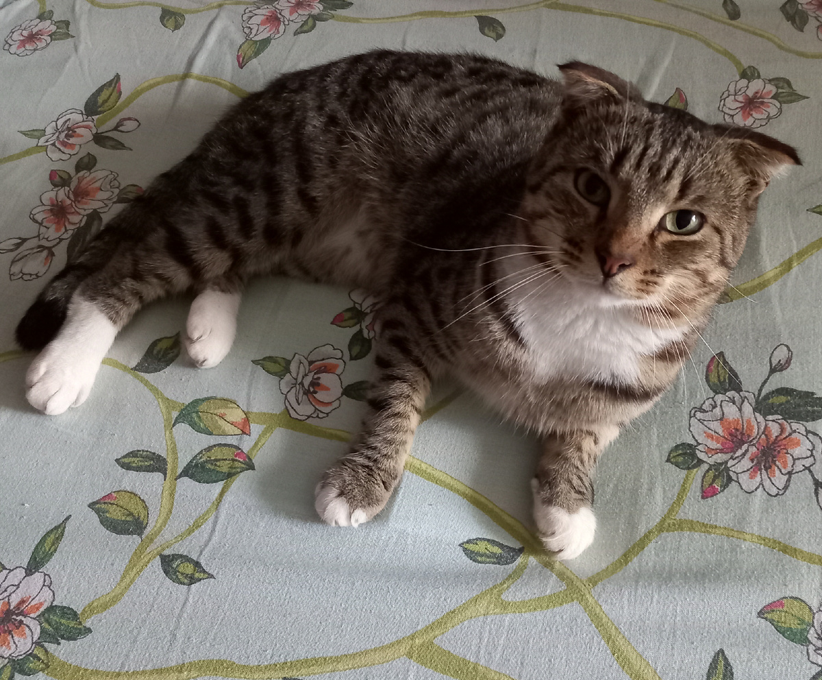 Кузя блаженствует утром