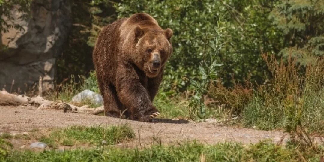 Медведи вышли к населённым пунктам в Иркутской области