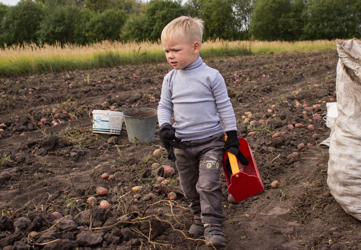 На картоху!