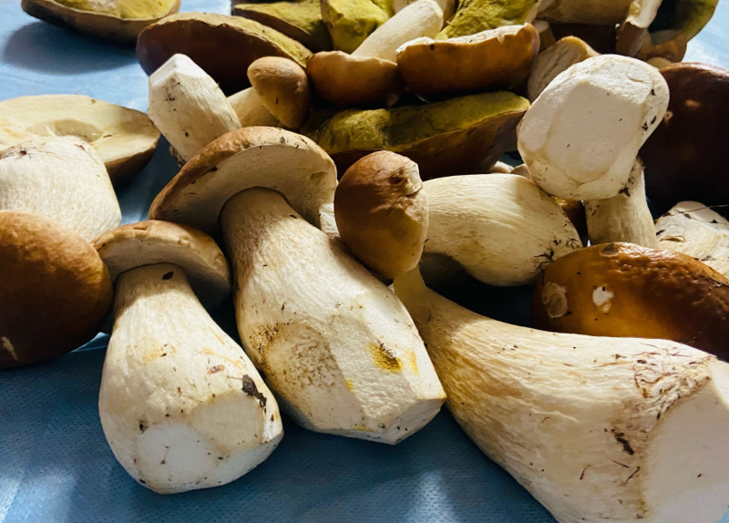    Леса Карелии переполнены белыми грибами«Фактор Новости»