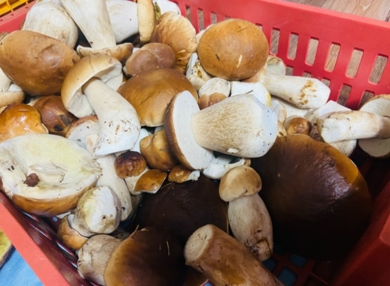    Леса Карелии переполнены белыми грибами«Фактор Новости»