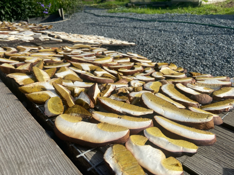    Леса Карелии переполнены белыми грибами«Фактор Новости»