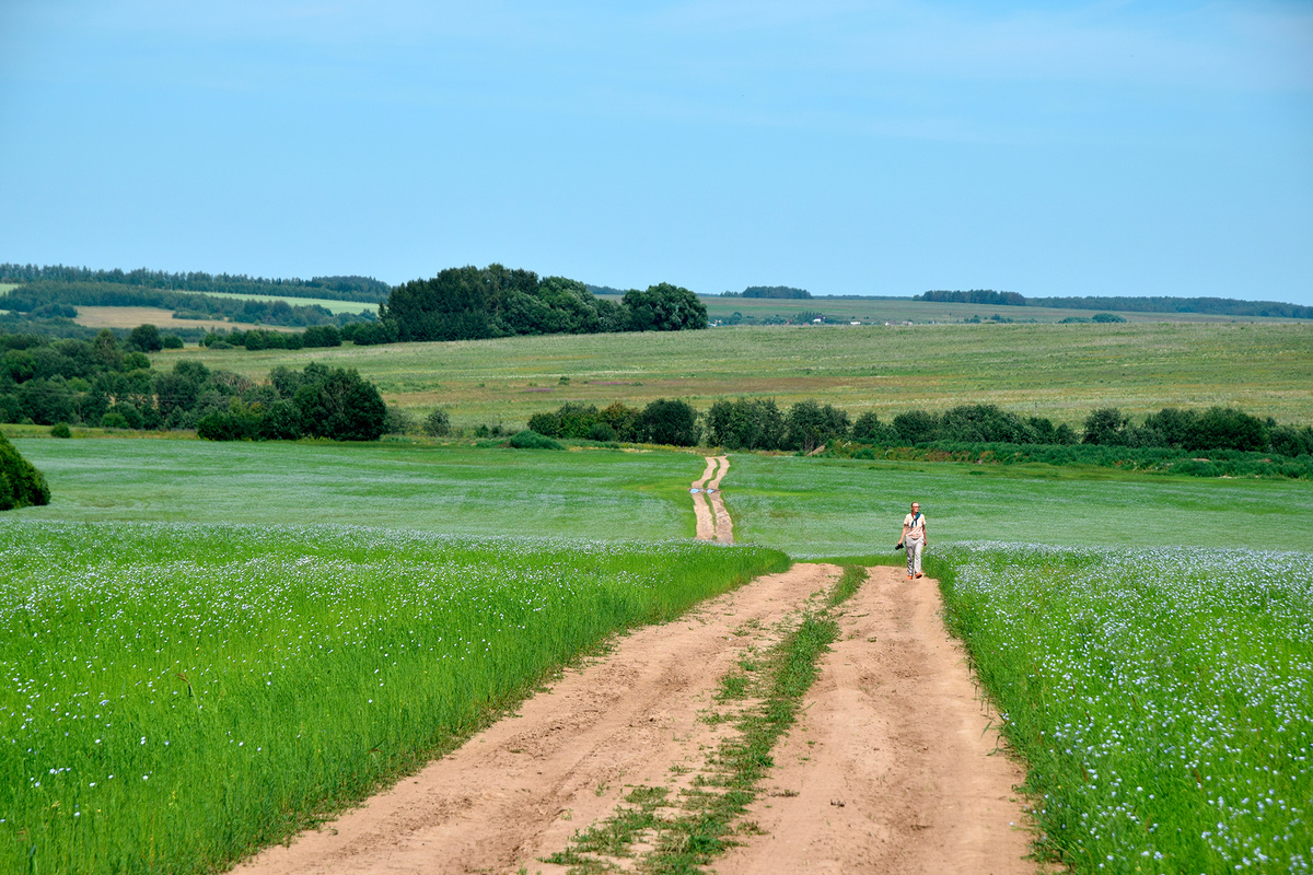 Льняное поле в Юрьевом Ополье