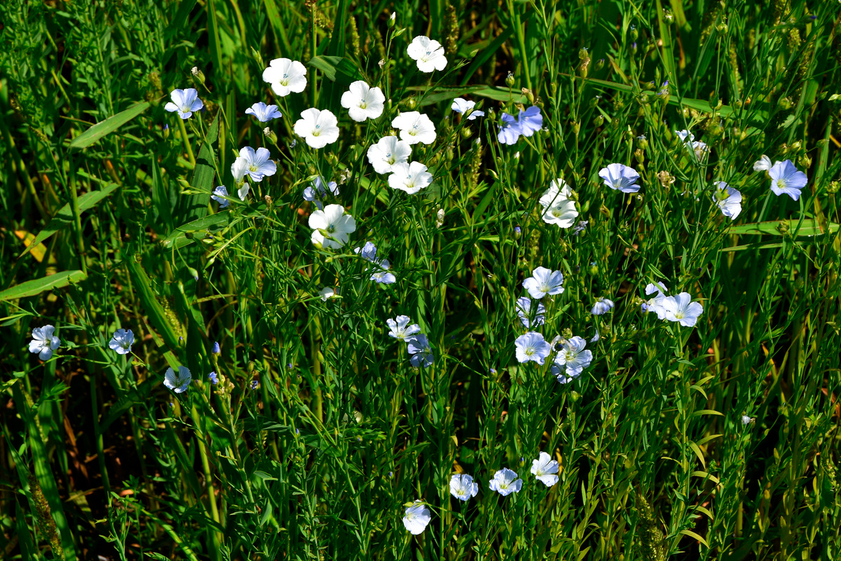 Цветущее льняное поле