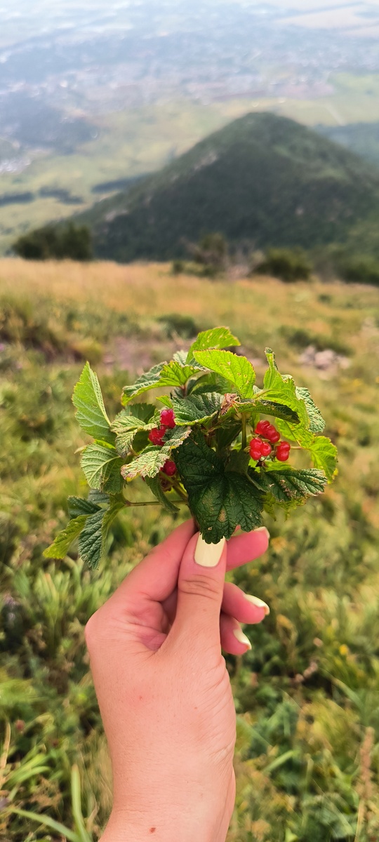 Костяники вам для настроения! С Бештау, конечно;)