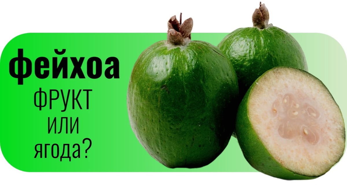 Фейхоа фрукт или ягода.
