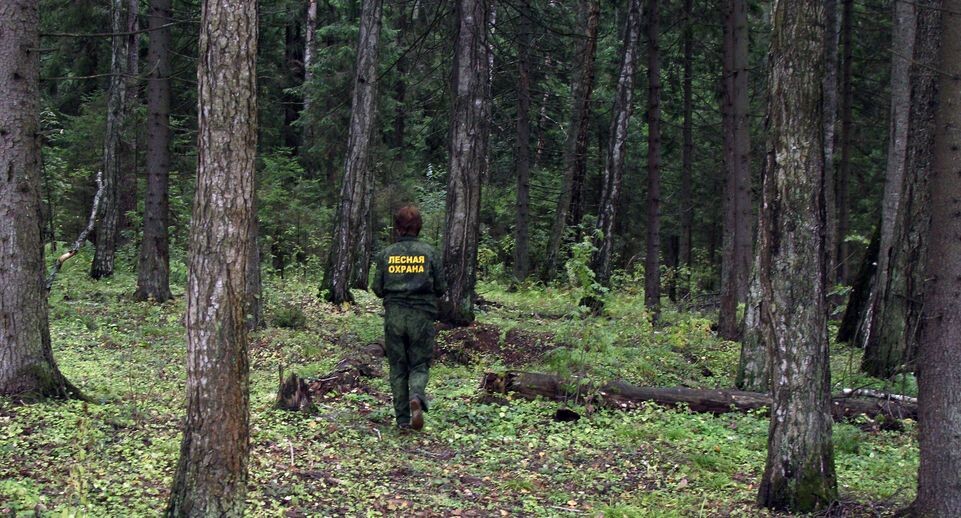    Звенигородский филиал «Мособллеса» / Медиасток.рф