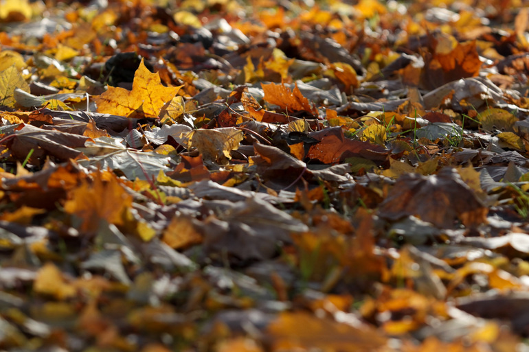    Фото: Baltphoto/Виктория Ламзина