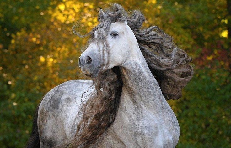 Грива: не просто красота. Удивительный мир лошадиной гривы