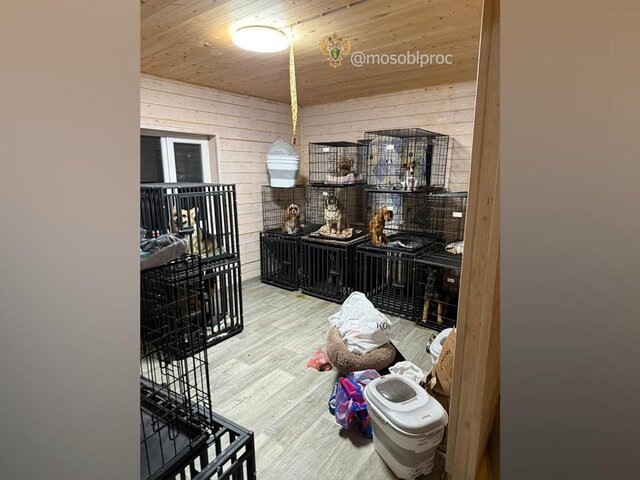    Фото: телеграм-канал "Прокуратура Московской области"