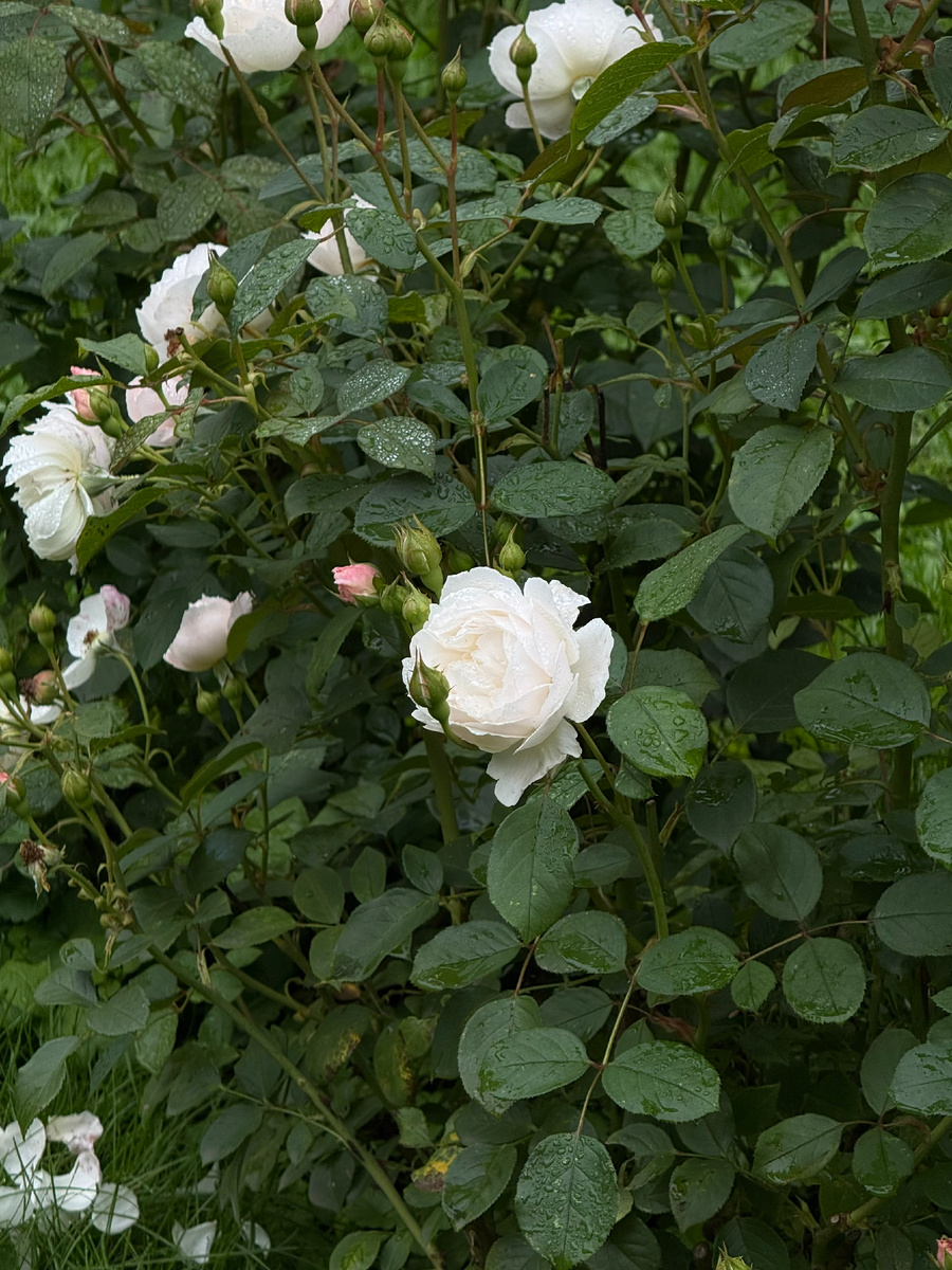Фото автора канала. Музей-заповедник Горки Ленинские.